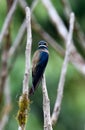 Kleine Boomgierzwaluw, Whiskered Treeswift, Hemiprocne comata