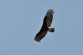 Kleine Geelkopgier, Lesser Yellow-headed Vulture, Cathartes burrovianus Royalty Free Stock Photo