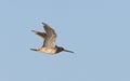 Kleine Grijze Snip, Short-billed Dowitcher, Limnodromus griseus Royalty Free Stock Photo