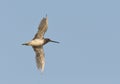 Kleine Grijze Snip, Short-billed Dowitcher, Limnodromus griseus Royalty Free Stock Photo