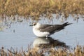 Kleine Jager, Arctic Skua, Stercorarius parasiticus Royalty Free Stock Photo