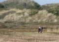 Kleine Jager, Arctic Skua, Stercorarius parasiticus Royalty Free Stock Photo