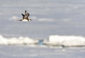 Kleine Jager, Parasitic Jaeger, Stercorarius parasiticus Royalty Free Stock Photo