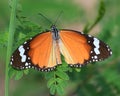 Kleine monarch - plain tiger butterfly spreads its wings in the sun.