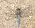 Kleine oeverlibel, Small Skimmer, Orthetrum taeniolatum