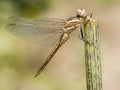 Kleine oeverlibel, Small Skimmer, Orthetrum taeniolatum