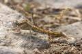 Kleine oeverlibel, Small Skimmer, Orthetrum taeniolatum