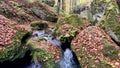 Kleine rivier langs de Mullerthal trail in de herfst