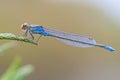 Kleine roodoogjuffer, Small Redeye, Erythromma viridulum Royalty Free Stock Photo