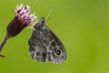 Kleine rotsvlinder, Northern Wall Brown, Lasiommata petropolitana Royalty Free Stock Photo