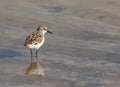 Kleine Strandloper; Little Stint; Calidris minuta