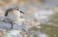 Kleine Strandloper, Little Stint, Calidris minuta