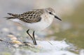 Kleine Strandloper, Little Stint, Calidris minuta