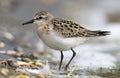 Kleine Strandloper, Little Stint, Calidris minuta