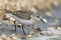 Kleine Strandloper, Little Stint, Calidris minuta