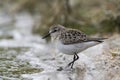 Kleine Strandloper, Little Stint, Calidris minuta