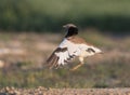 Kleine Trap, Little Bustard, Tetrax tetrax