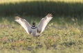 Kleine Trap, Little Bustard, Tetrax tetrax