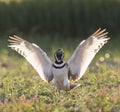 Kleine Trap, Little Bustard, Tetrax tetrax