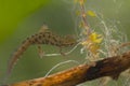 Kleine Watersalamander, Smooth Newt, Lissotriton vulgaris