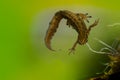 Kleine Watersalamander, Smooth Newt, Lissotriton vulgaris