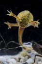 Kleine Watersalamander, Smooth Newt, Lissotriton vulgaris Royalty Free Stock Photo