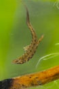 Kleine Watersalamander, Smooth Newt, Lissotriton vulgaris Royalty Free Stock Photo