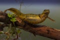 Kleine Watersalamander, Smooth Newt, Lissotriton vulgaris