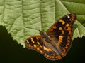 Kleine weerschijnvlinder, Lesser Purple Emperor