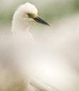 Kleine Zilverreiger, Little Egret, Egretta garzetta Royalty Free Stock Photo