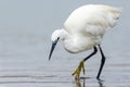 Kleine Zilverreiger, Little Egret; Egretta garzetta Royalty Free Stock Photo