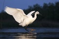 Kleine Zilverreiger, Little Egret, Egretta garzetta