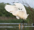 Kleine Zilverreiger, Little Egret, Egretta garzetta