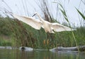 Kleine Zilverreiger, Little Egret, Egretta garzetta