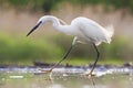 Kleine Zilverreiger, Little Egret, Egretta garzetta Royalty Free Stock Photo