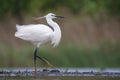 Kleine Zilverreiger, Little Egret, Egretta garzetta