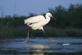 Kleine Zilverreiger, Little Egret, Egretta garzetta Royalty Free Stock Photo