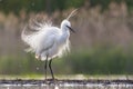 Kleine Zilverreiger, Little Egret, Egretta garzetta Royalty Free Stock Photo