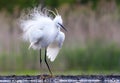 Kleine Zilverreiger, Little Egret, Egretta garzetta Royalty Free Stock Photo