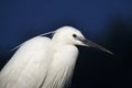 Kleine Zilverreiger, Little Egret, Egretta garzetta