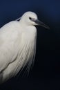 Kleine Zilverreiger, Little Egret, Egretta garzetta Royalty Free Stock Photo