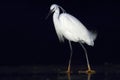 Kleine Zilverreiger, Little Egret, Egretta garzetta