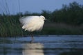 Kleine Zilverreiger, Little Egret, Egretta garzetta