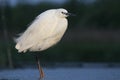 Kleine Zilverreiger, Little Egret, Egretta garzetta