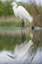 Kleine Zilverreiger, Little Egret, Egretta garzetta Royalty Free Stock Photo