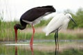 Kleine Zilverreiger, Little Egret, Egretta garzetta Royalty Free Stock Photo