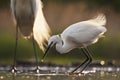 Kleine Zilverreiger, Little Egret, Egretta garzetta Royalty Free Stock Photo