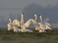 Kleine Zwaan, Bewicks Swan, Cygnus bewickii Royalty Free Stock Photo