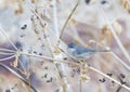 Kleine Zwartkop, Sardinian Warbler, Sylvia melanocephala Royalty Free Stock Photo