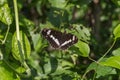 Kleiner Eisvogel (Limenitis camilla